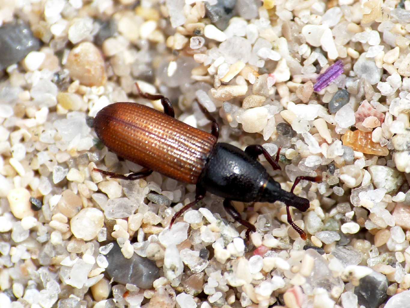 Piccoli Curculionidae? Mesites pallidipennis (Sardegna)